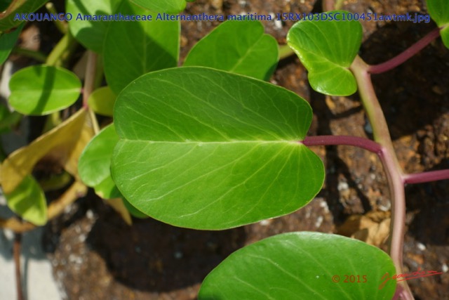 014 AKOUANGO Amaranthaceae Alternanthera maritima 15RX103DSC100451awtmk.jpg